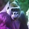 Harambe
