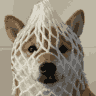 Logo de wrapped dog